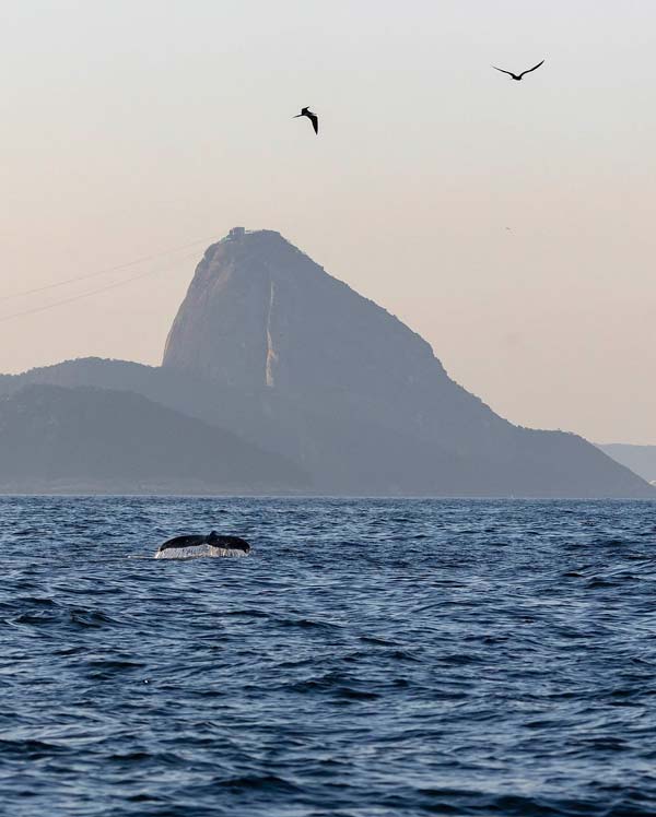 Centro de Operações Rio - Capa da Previsão do Tempo